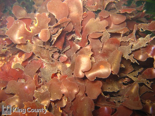 Photo of Grape Tongue - Cryptopleura ruprechtiana